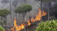 Australia fires: