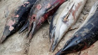 Fears of toxic fuel