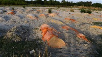 Hundreds of bodies