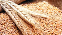 Wheat Prices Jump,