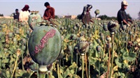 Afghan farms will