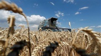 Ukraine grain farmers